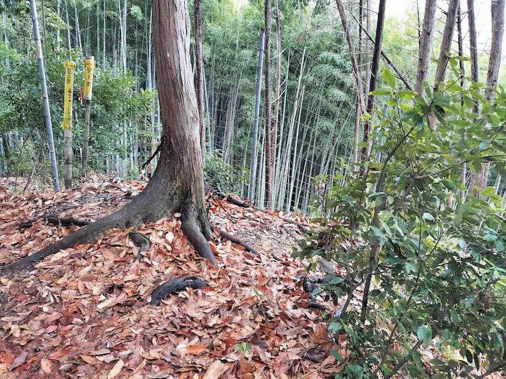 竪土塁どこ